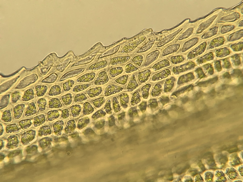 Dicranum brevifolium